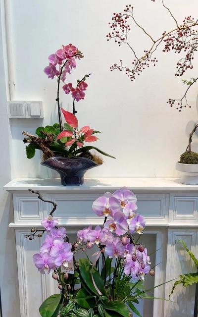 家庭养花用生根粉