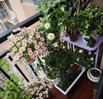 家庭养花用生根粉