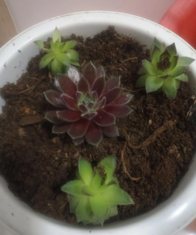 家庭养花用生根粉