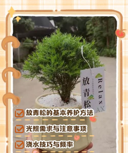 养花松树皮怎么铺好