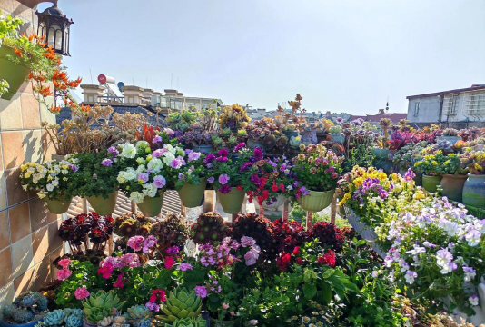 家庭养花用生根粉