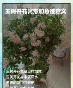 玉门适合养花吗