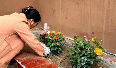 家庭养花用生根粉