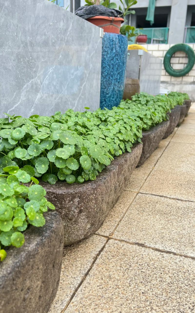 家庭养花用生根粉