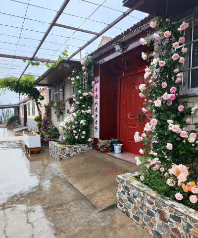 家庭养花用生根粉