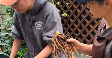 家庭养花用生根粉