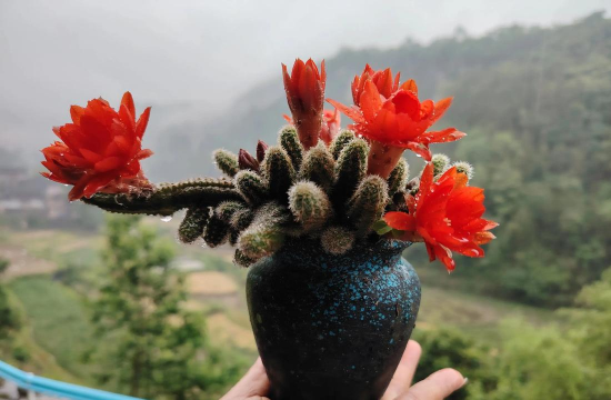 家庭养花用生根粉