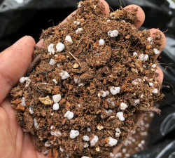 高平卖养花的土