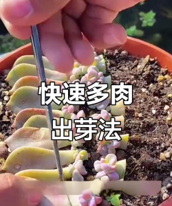 家庭养花用生根粉