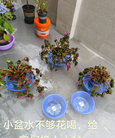 花盆臭水可以养花吗 花盆臭水可以养花吗