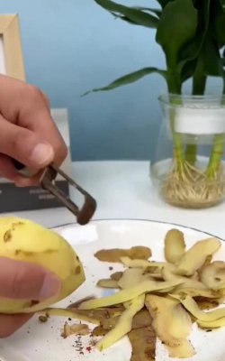 马铃薯皮可以养花吗