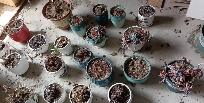 家庭养花用生根粉