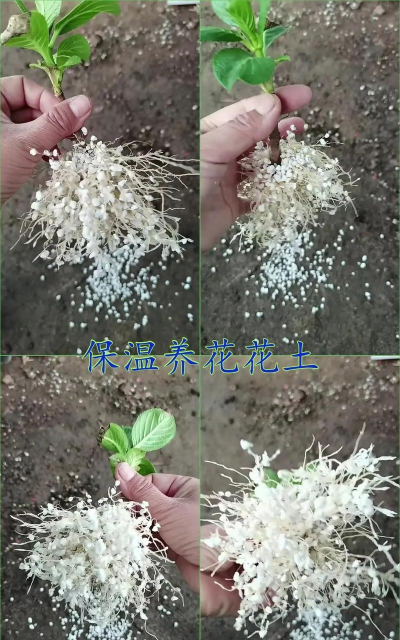 家庭养花用生根粉