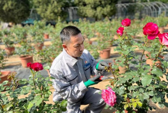 家庭养花用生根粉