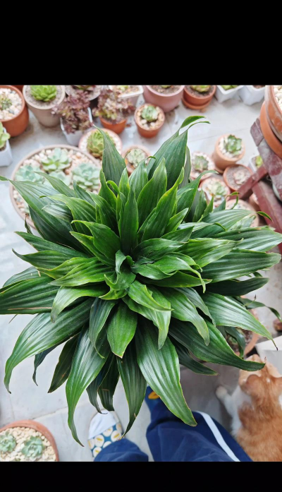 葡萄栽培，掌握关键技术，实现优质丰产