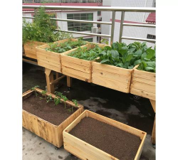 柿树虫病防治，识别常见虫害，掌握有效方法