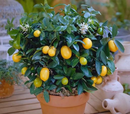 柿树虫病防治，识别常见虫害，掌握有效方法