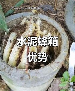 柿树虫病防治，识别常见虫害，掌握有效方法