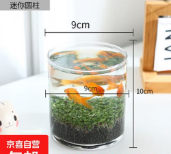 芍药花怎么养，掌握关键要点，花开更鲜艳