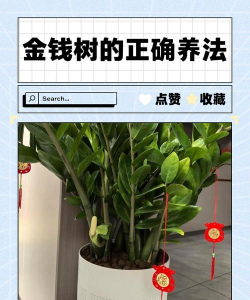 芍药花怎么养，掌握关键要点，花开更鲜艳