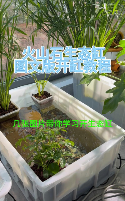 芝麻高产栽培，掌握关键技巧，实现稳定增收