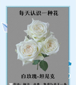 白玫瑰养花文案短句