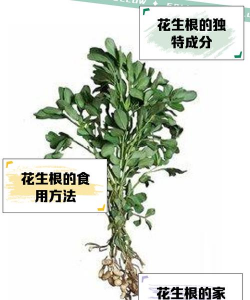 海棠花的栽培，选对品种很关键，掌握技巧不费力