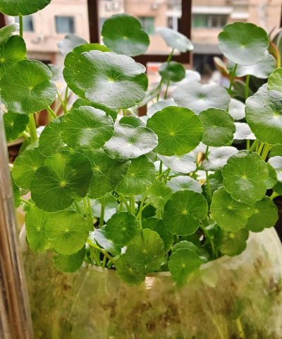 海棠花的栽培，选对品种很关键，掌握技巧不费力