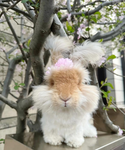 养花园的兔子好吗