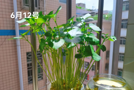 芍药花怎么养，掌握关键要点，花开更鲜艳