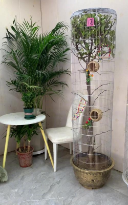 芍药花怎么养，掌握关键要点，花开更鲜艳