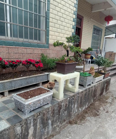 芍药花怎么养，掌握关键要点，花开更鲜艳