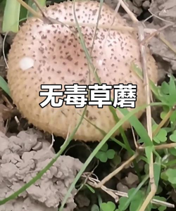 柿树虫病防治，识别常见虫害，掌握有效方法