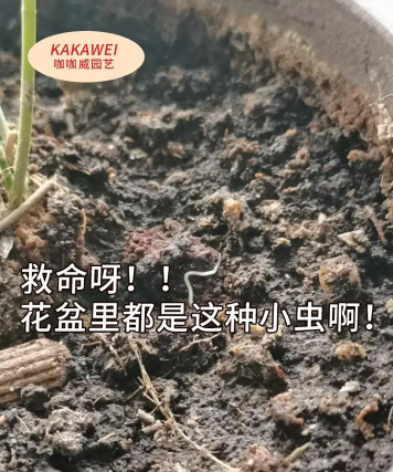 柿树虫病防治，识别常见虫害，掌握有效方法