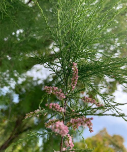 柿树虫病防治，识别常见虫害，掌握有效方法