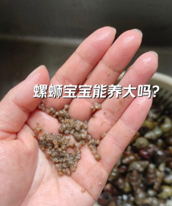 柿树虫病防治，识别常见虫害，掌握有效方法