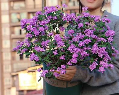 柿树虫病防治，识别常见虫害，掌握有效方法