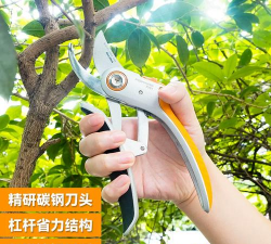 柿树虫病防治，识别常见虫害，掌握有效方法