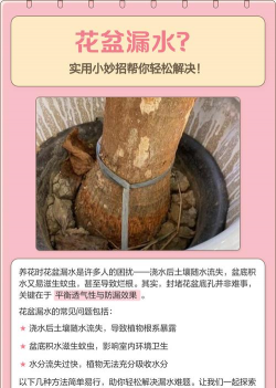 柿树虫病防治，识别常见虫害，掌握有效方法