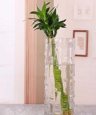 柿树虫病防治，识别常见虫害，掌握有效方法