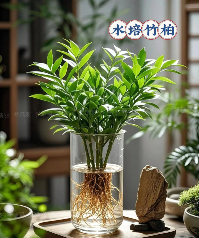 柿树虫病防治，识别常见虫害，掌握有效方法