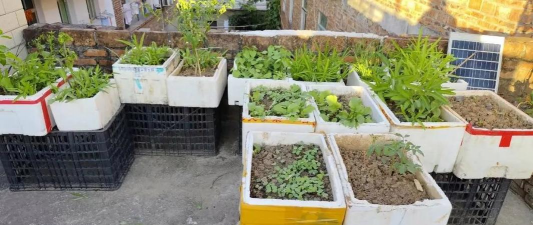 无土栽培技术，突破土壤限制，开启高效种植新篇章