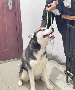 无土栽培技术，突破土壤限制，开启高效种植新篇章