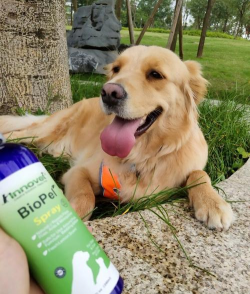 无土栽培技术，突破土壤限制，开启高效种植新篇章