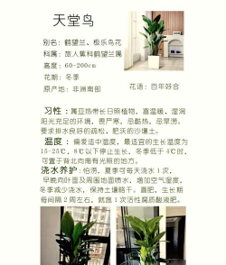 兰草花怎么养，掌握关键技巧，轻松培育美丽花朵