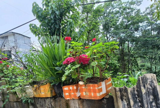 兰草花怎么养，掌握关键技巧，轻松培育美丽花朵