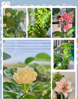 兰草花怎么养，掌握关键技巧，轻松培育美丽花朵