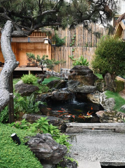 芍药花怎么养，掌握关键要点，花开更鲜艳