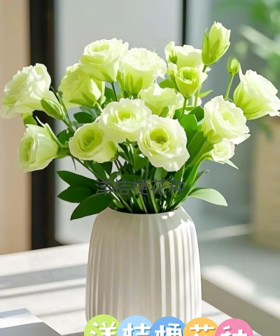 芍药花怎么养，掌握关键要点，花开更鲜艳