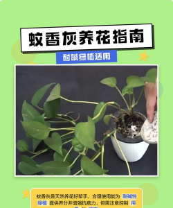 芍药花怎么养，掌握关键要点，花开更鲜艳
